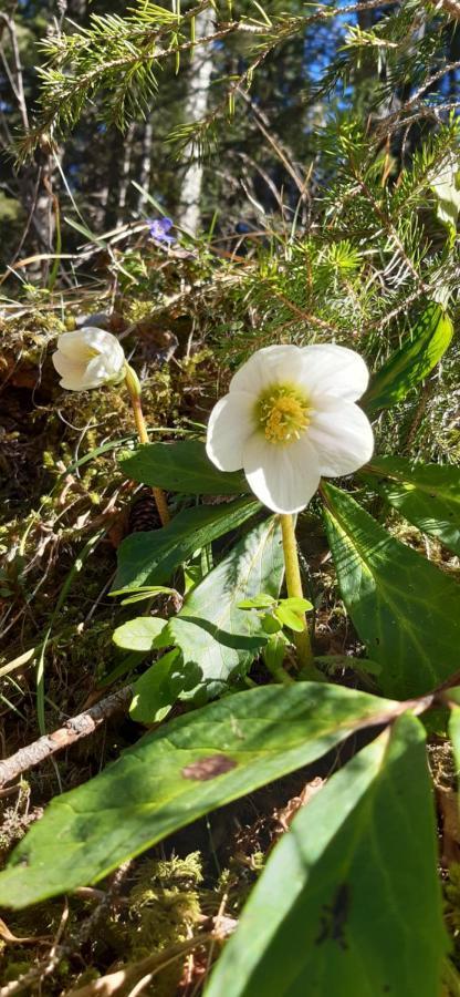 Fewo Niederndorferberg ภายนอก รูปภาพ